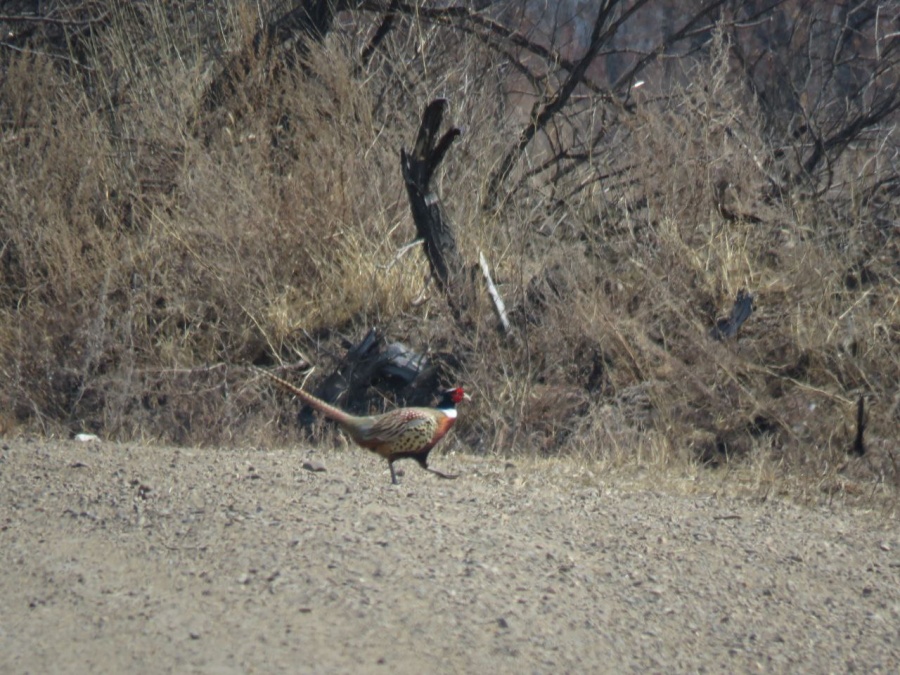 В южных заказниках Приамурья растет численность фазанов