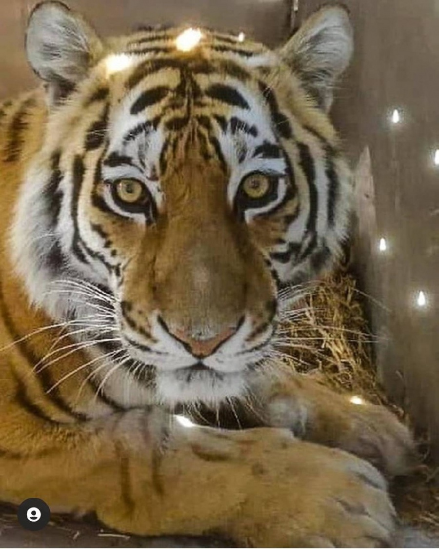 Бурейский природный парк навестила тигрица Амба 