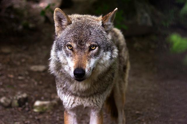 За два месяца амурские охотники сдали 200 волчьих шкур