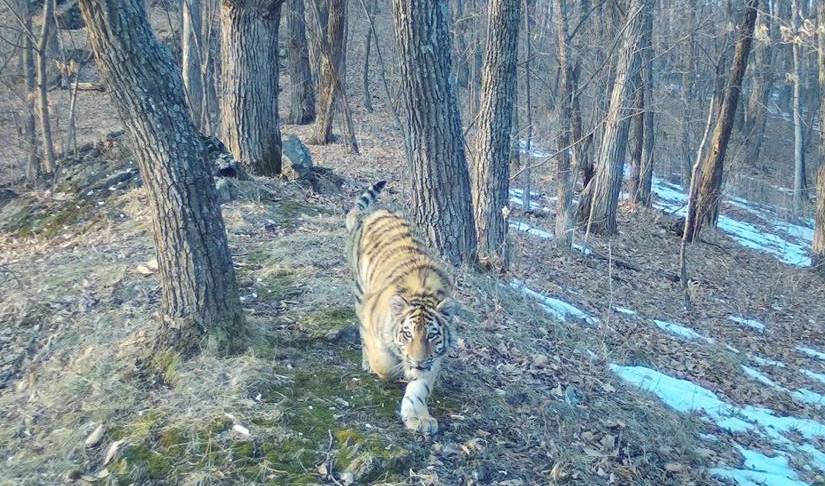 В двух районах Приамурья будут установлены фотоловушки «на тигра»