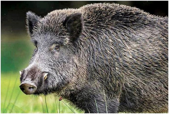 В Амурской области действует режим ЧС в связи с африканской чумой свиней