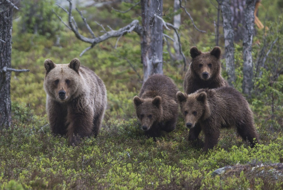 В заказниках Приамурья выросла численность медведей