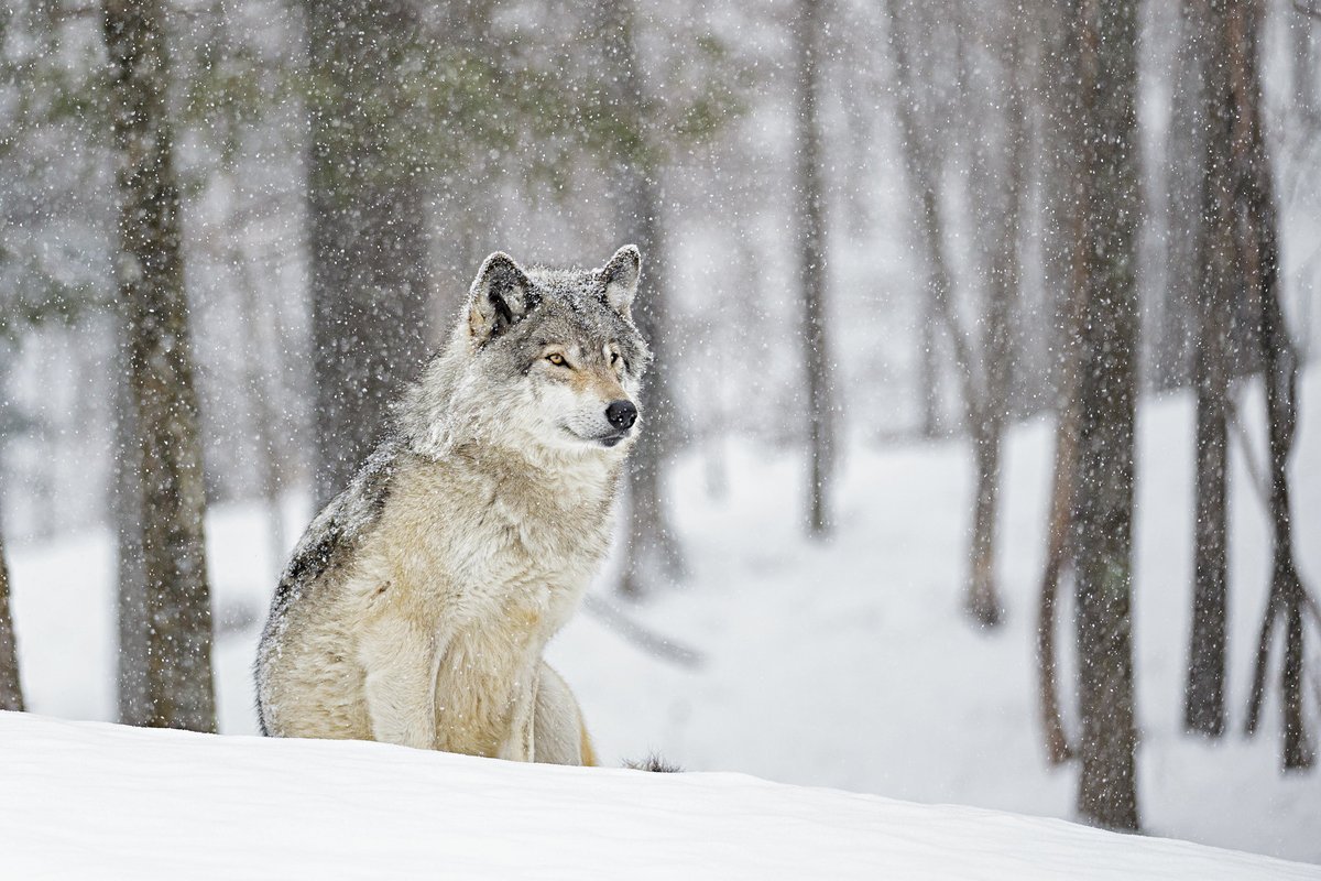 В Приамурье продолжается прием шкур волков от охотников