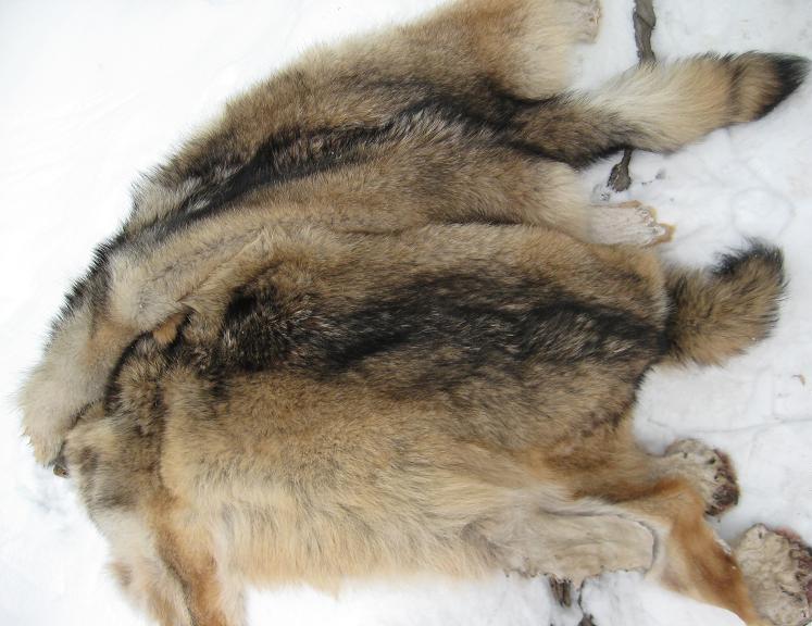На выплаты охотникам-волчатникам из бюджета Приамурья выделено свыше 4, 3 миллиона рублей