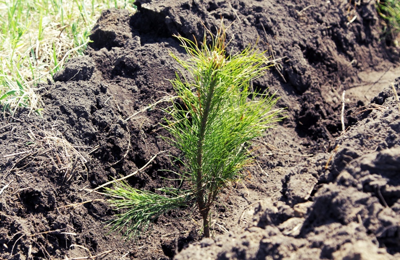 В Березовском заказнике высадят около 600 деревьев