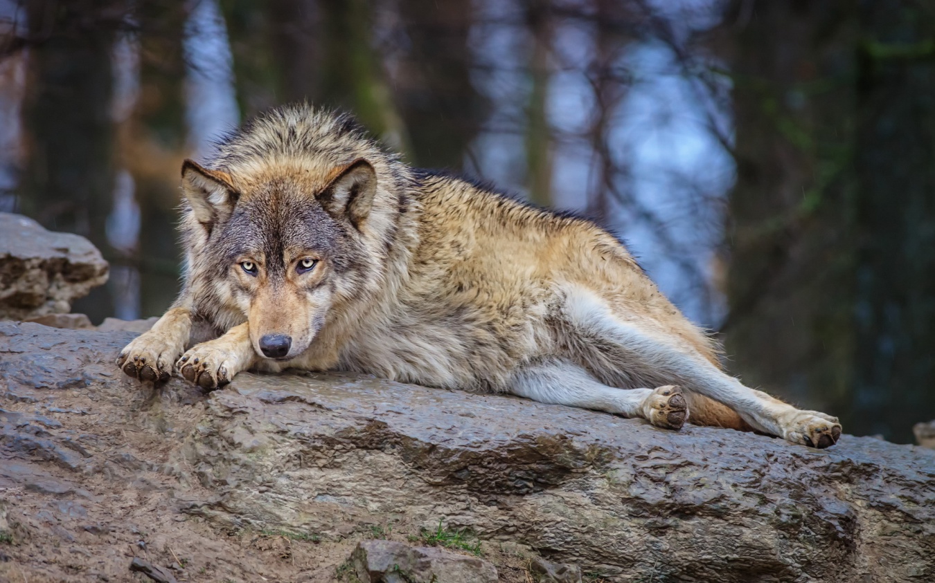 Амурским охотникам заплатят за 400 добытых волков в 2021 году