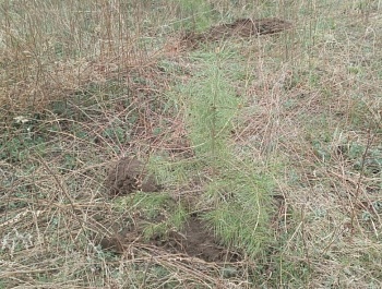 Около 200 деревьев высадили в Березовском заказнике