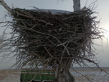 Три новых опоры для гнезд аистов установят в Березовском заказнике