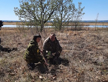 Более 1300 деревьев высадили в Березовском заказнике